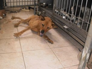 Σαλαμίνα: Η σκυλίτσα με το τοξόπλασμα μάχεται για τη ζωή της (βίντεο)